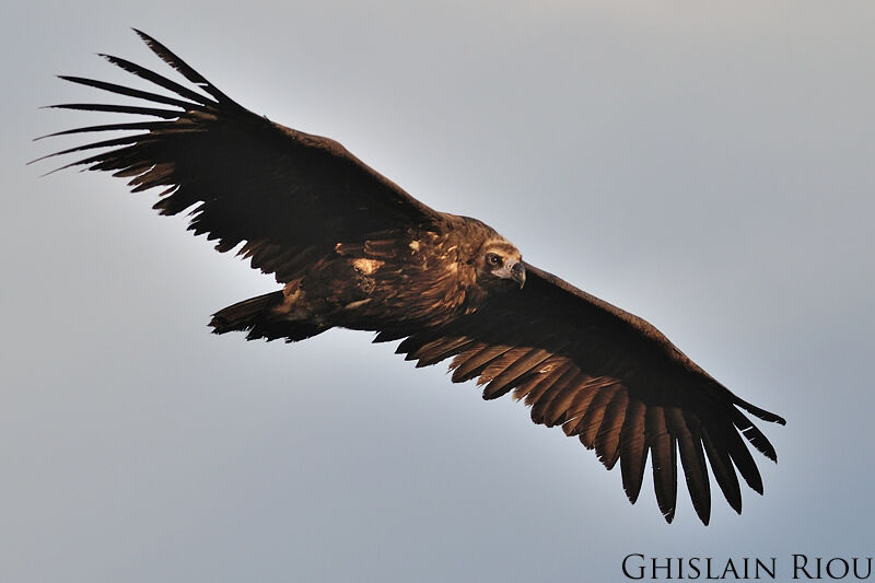 Cinereous Vulture