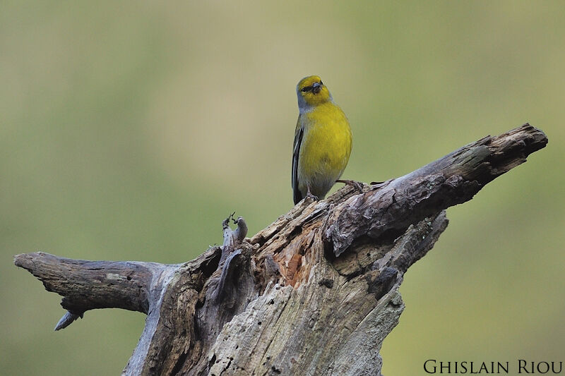 Corsican Finch