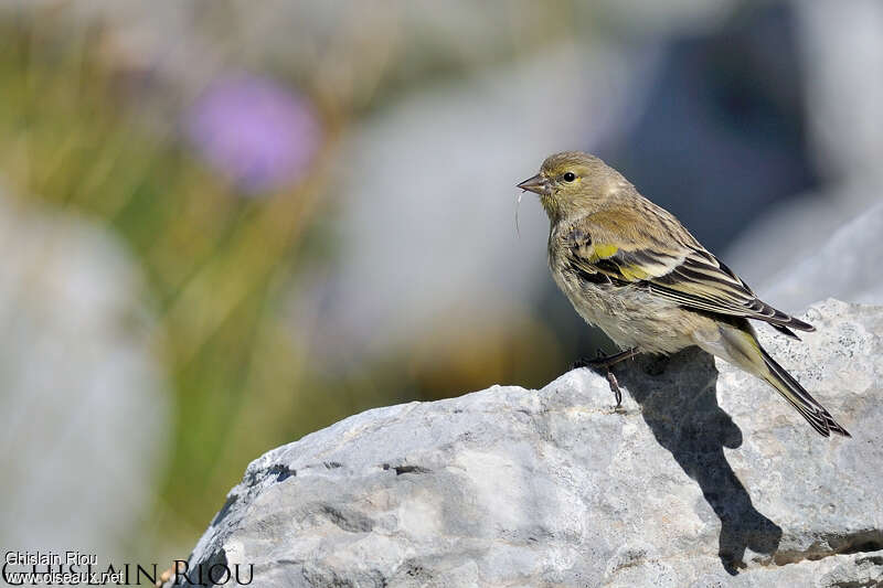 Venturon montagnard1ère année, identification