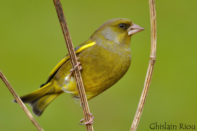 European Greenfinch male