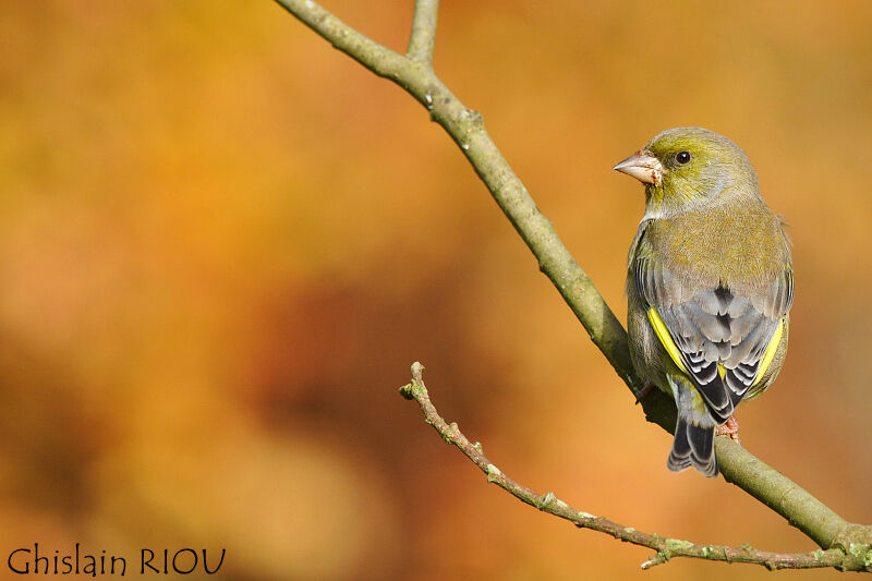 European Greenfinch