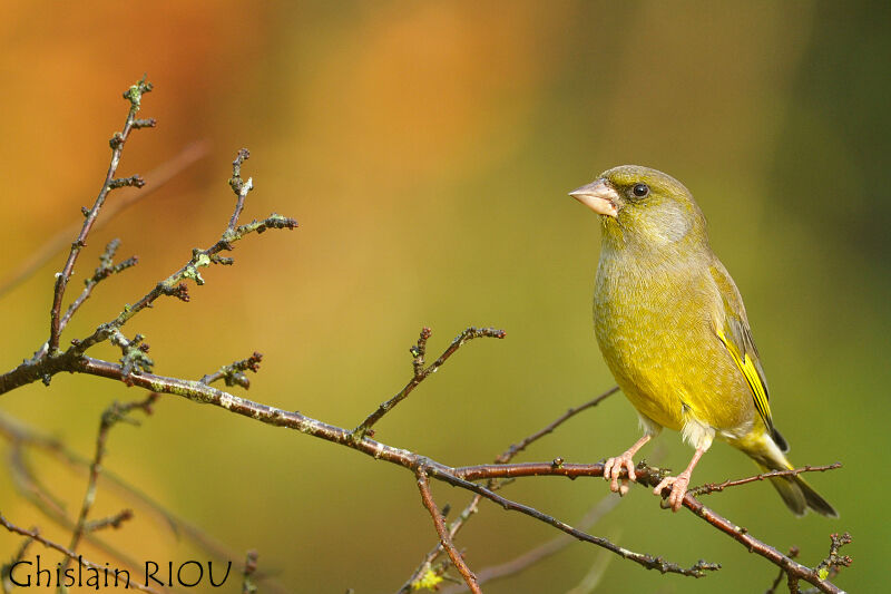 European Greenfinch