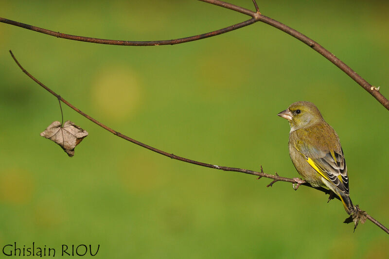 European Greenfinch