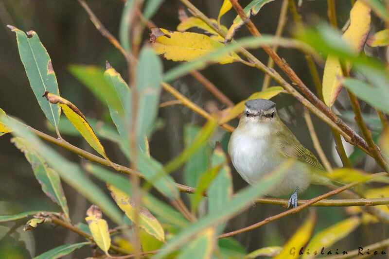 Red-eyed Vireo