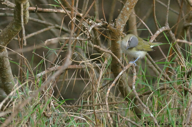 Red-eyed Vireo