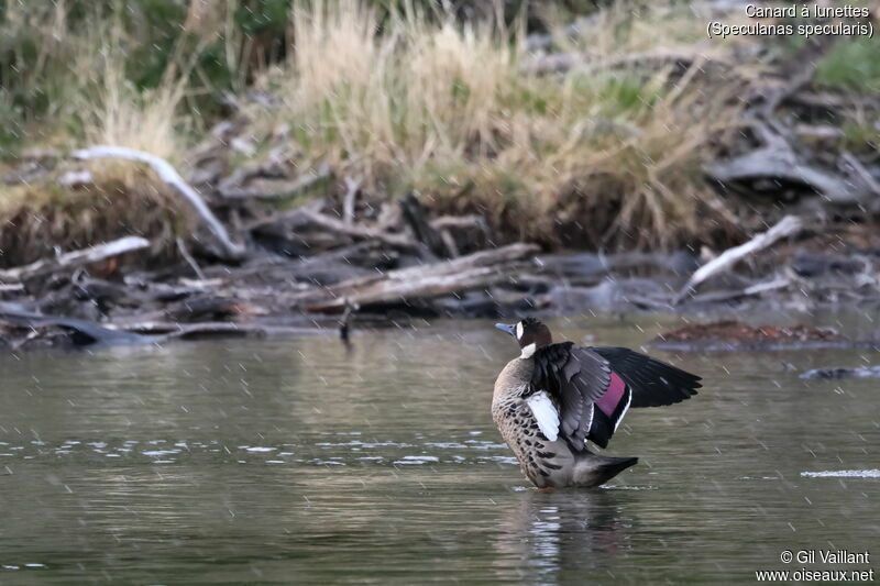 Canard à lunettes