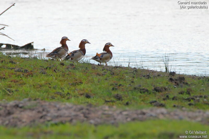 Canard mandarin