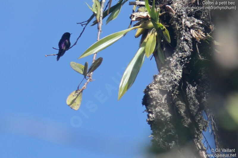 Colibri à petit bec