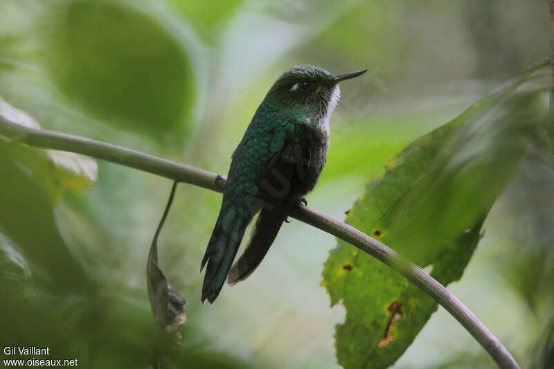 Colibri avocettin