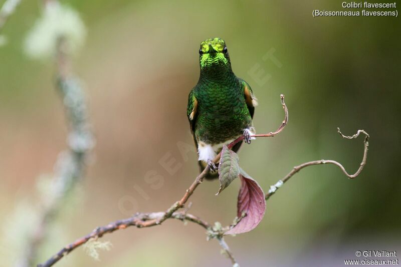 Colibri flavescent