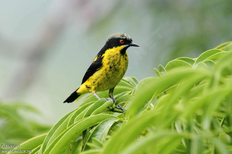 Dacnis à ventre jaune mâle adulte, identification