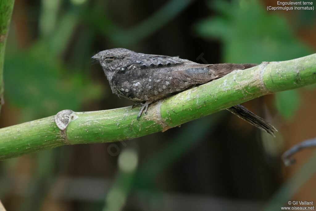 Engoulevent terne femelle