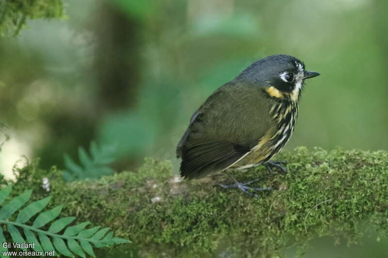 Grallaire demi-luneadulte, identification