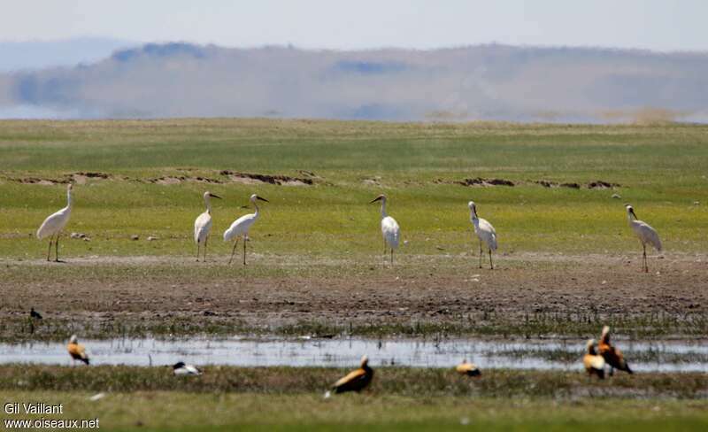 Grue de Sibérieadulte, habitat