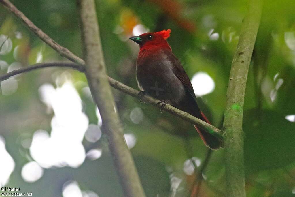 Crested Ant Tanager