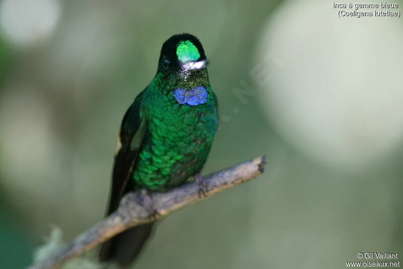 Buff-winged Starfrontlet male adult, close-up portrait