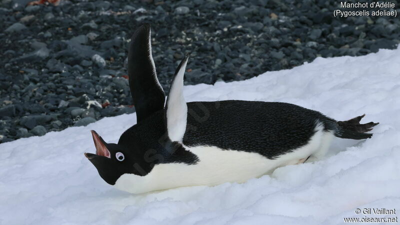 Adelie Penguin