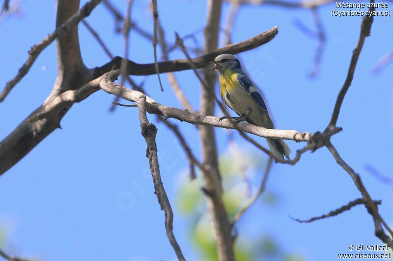 Mésange azurée