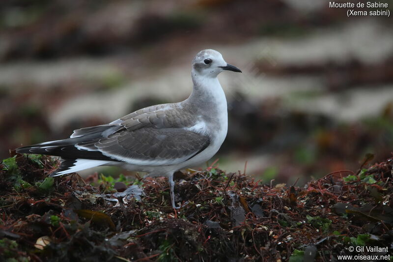 Mouette de Sabinejuvénile