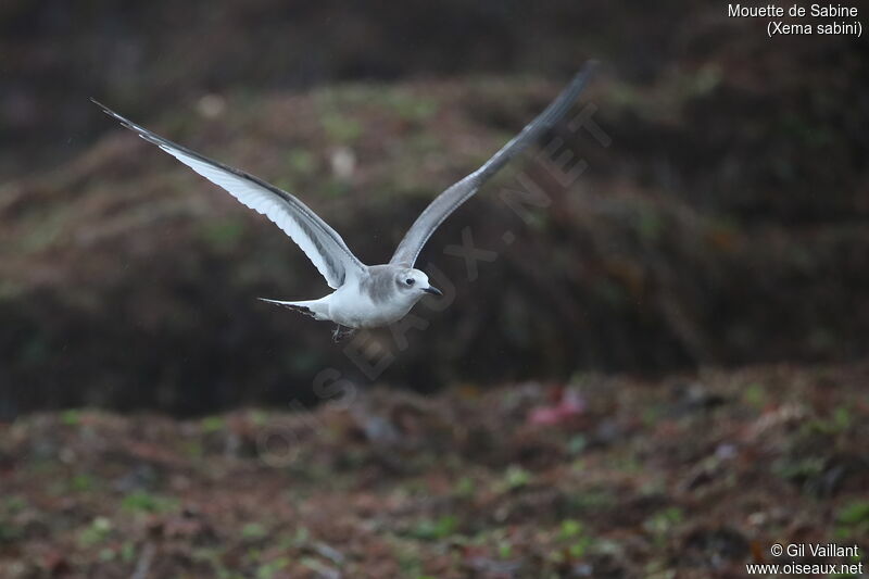 Mouette de Sabinejuvénile