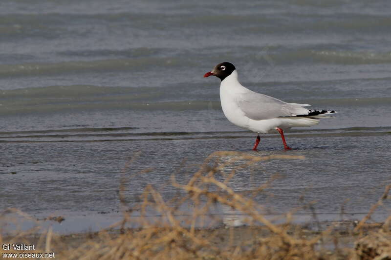 Mouette reliqueadulte nuptial, identification