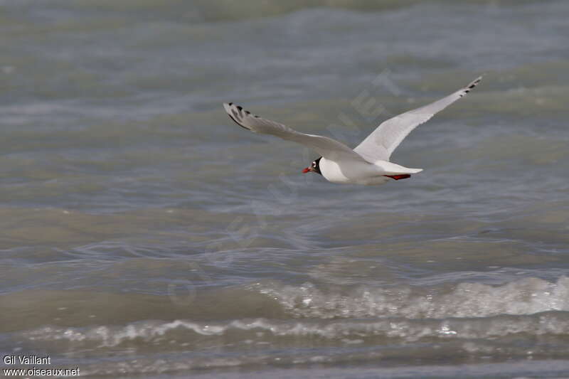 Mouette reliqueadulte, pigmentation, Vol