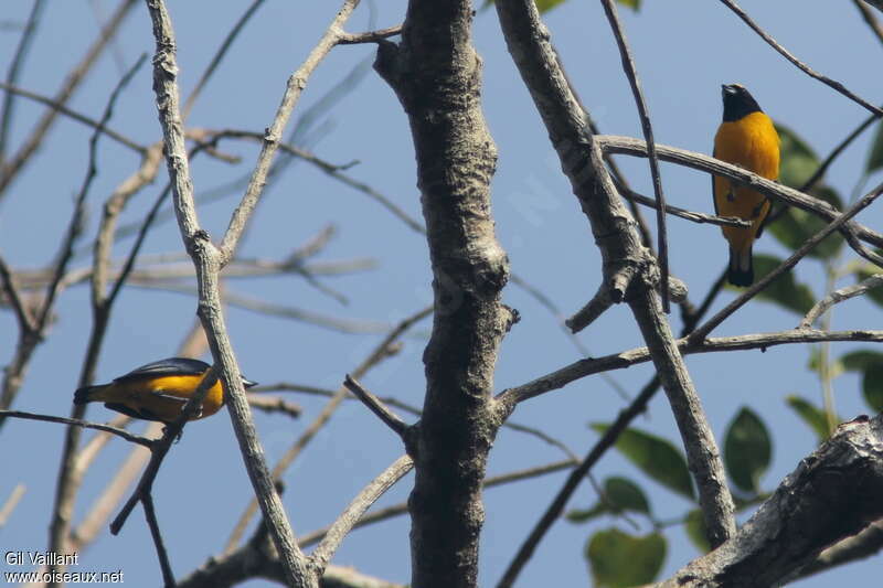 Organiste de Trinidad mâle adulte, identification