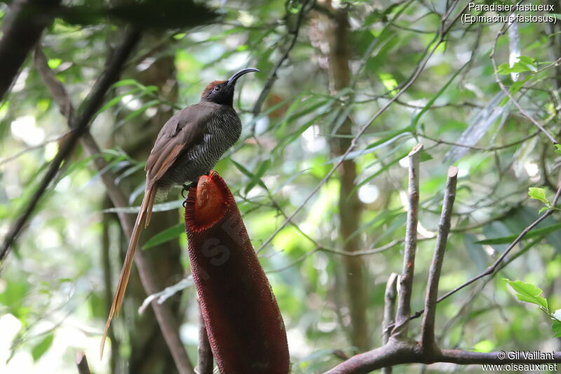 Paradisier fastueux