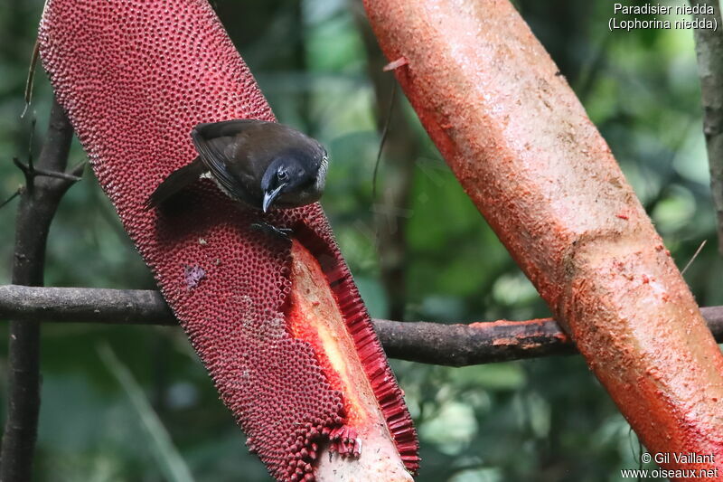 Paradisier niedda femelle