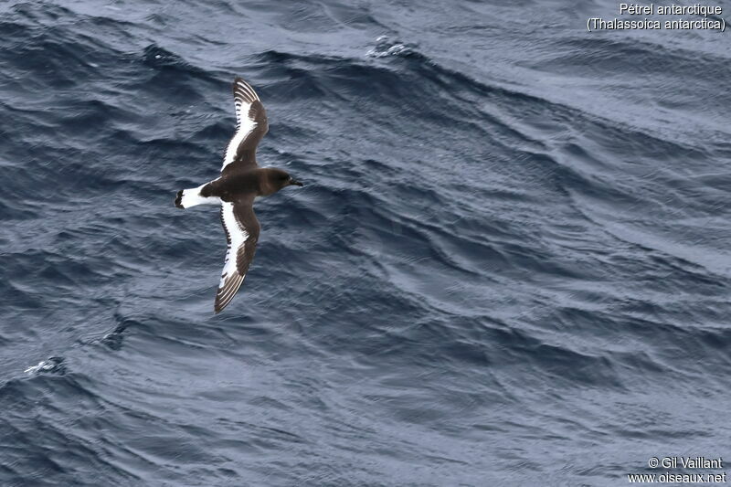 Pétrel antarctique