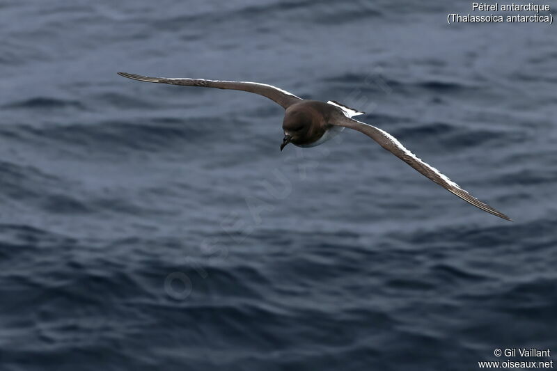 Antarctic Petrel