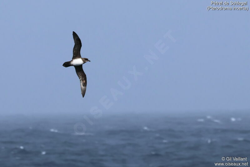 Atlantic Petrel