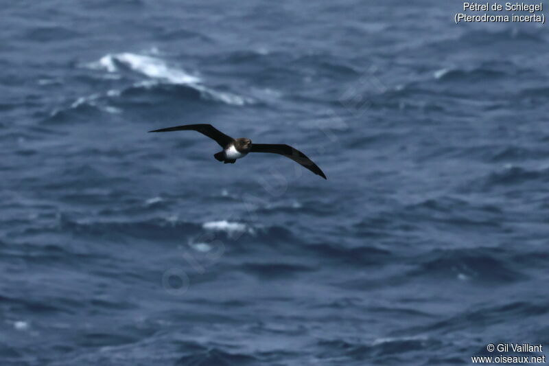 Atlantic Petrel