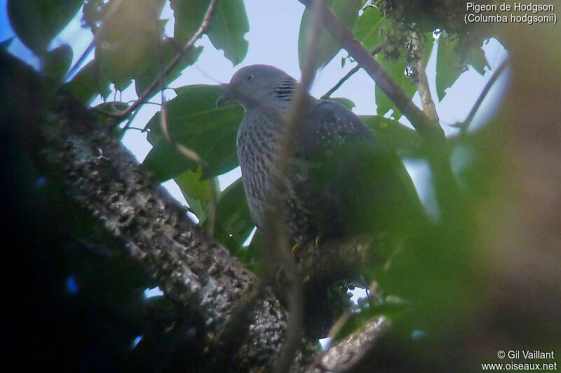 Pigeon de Hodgson