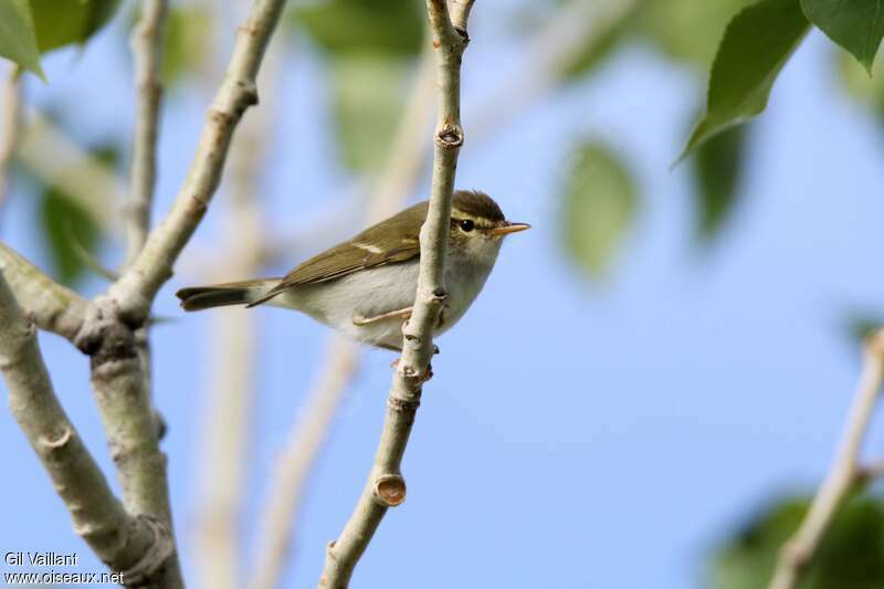 Pouillot à deux barresadulte, identification