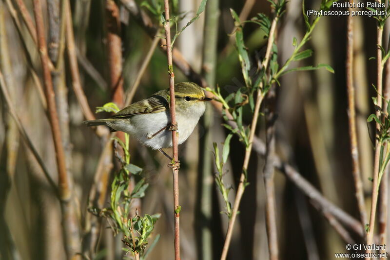 Pallas's Leaf Warbler