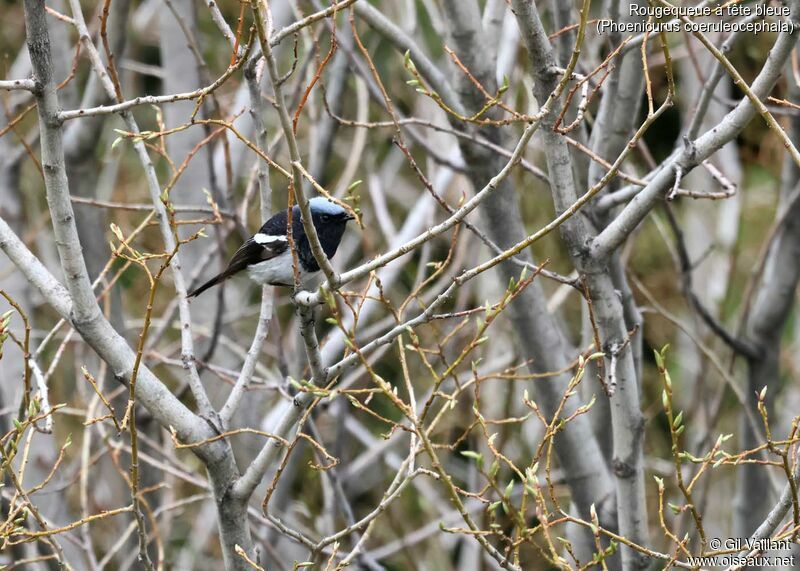 Rougequeue à tête bleue