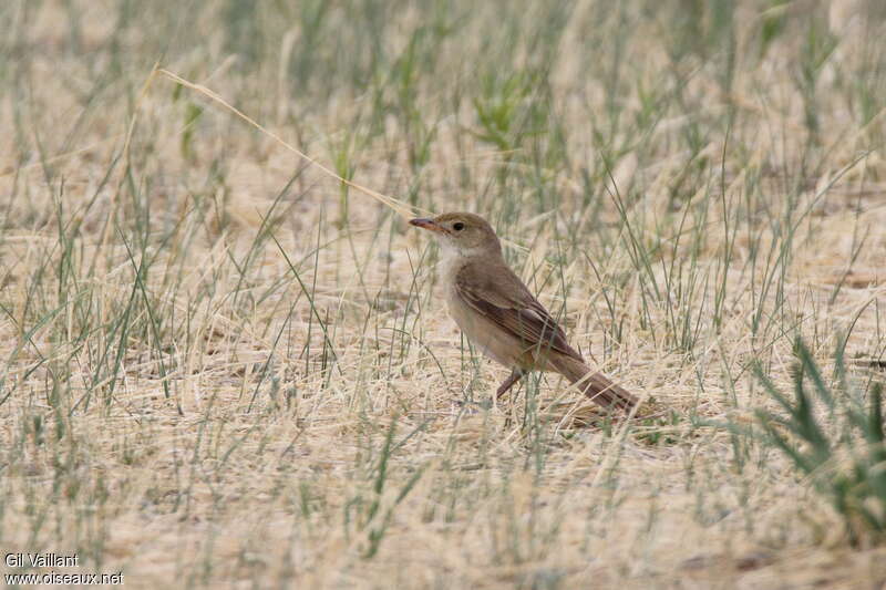 Rousserolle à gros becadulte, identification