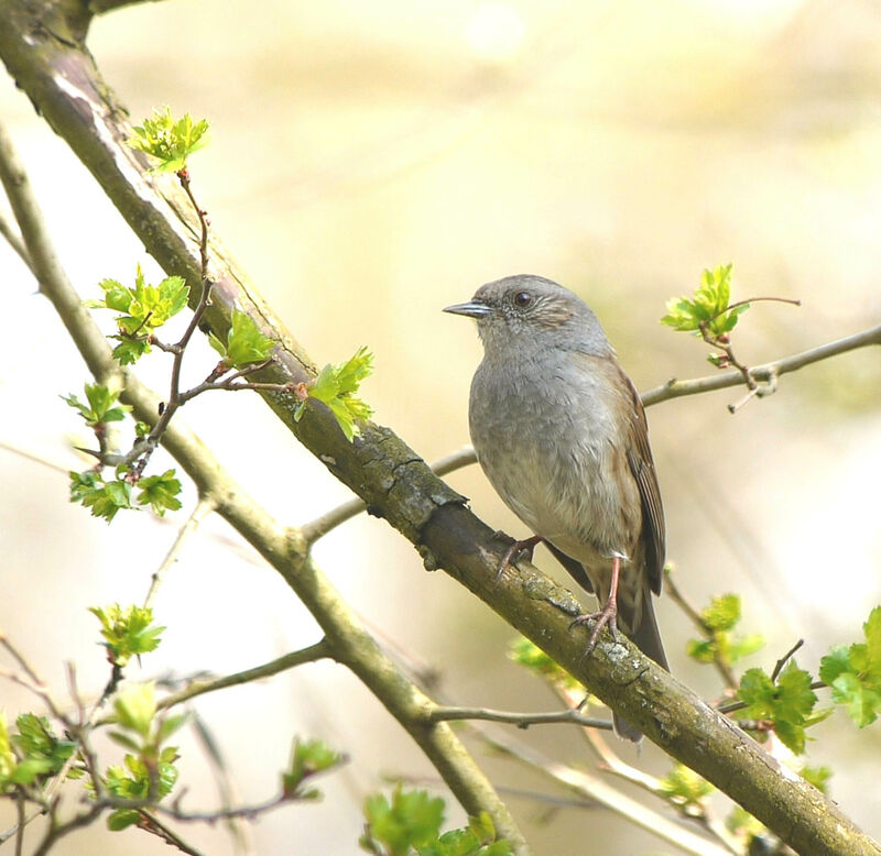 Dunnockadult breeding, identification