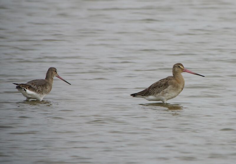 Black-tailed Godwitadult post breeding, identification