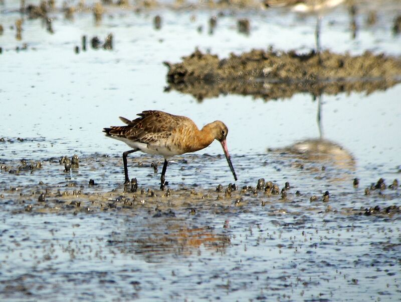 Black-tailed Godwit male adult, identification