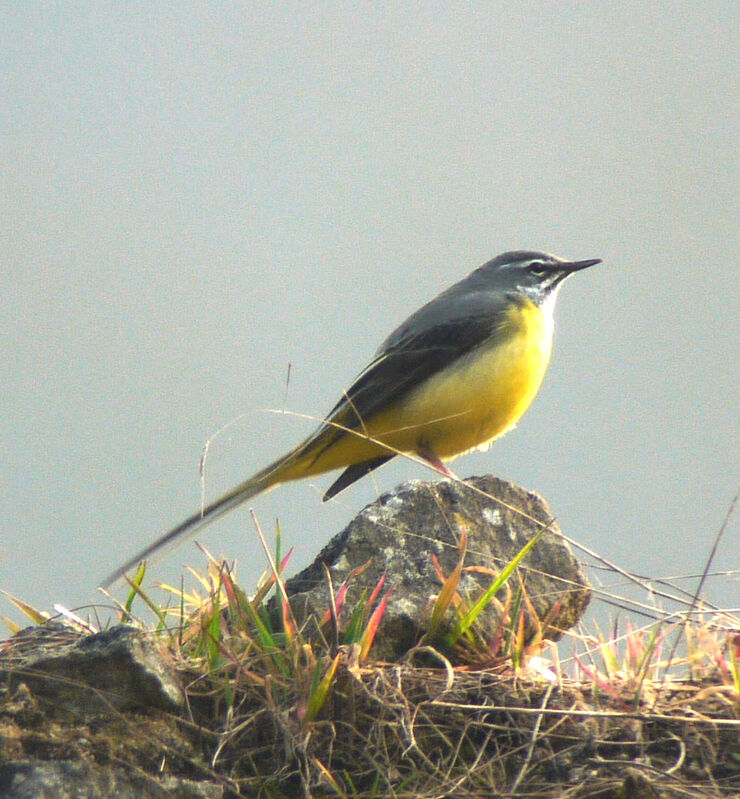 Grey Wagtail male adult breeding, identification