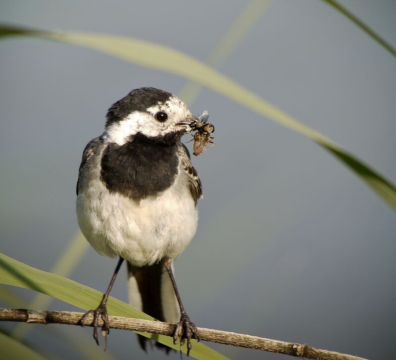 White Wagtailadult, feeding habits, Behaviour