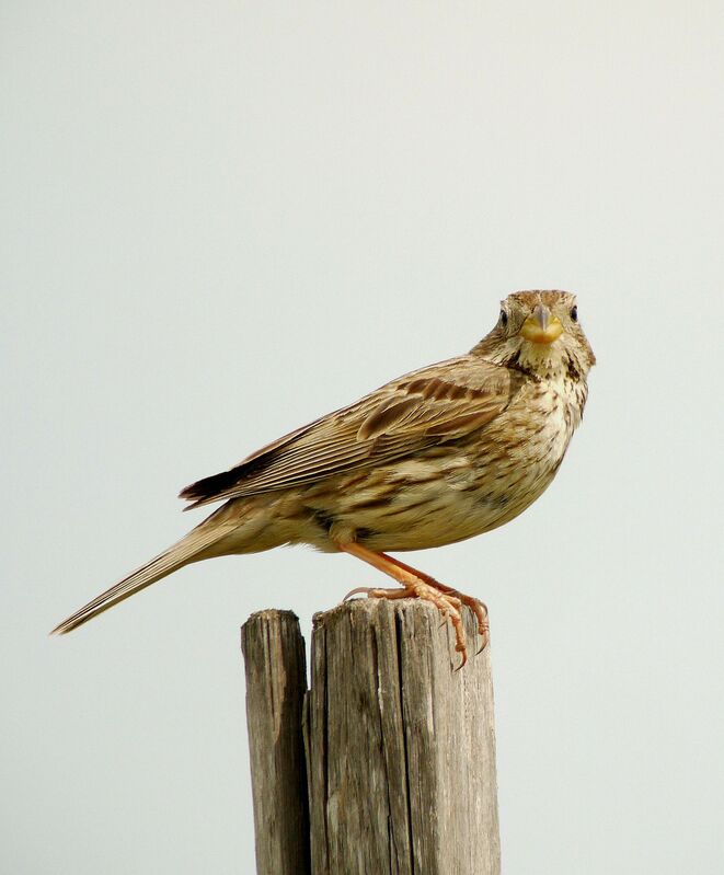 Corn Bunting male adult breeding, identification