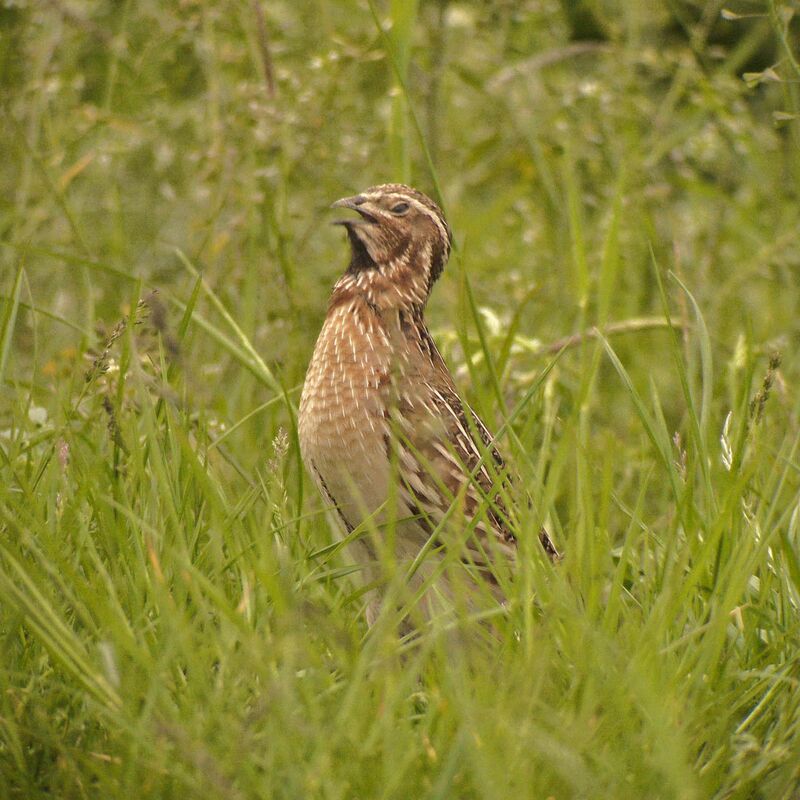 Caille des blés mâle adulte nuptial, identification