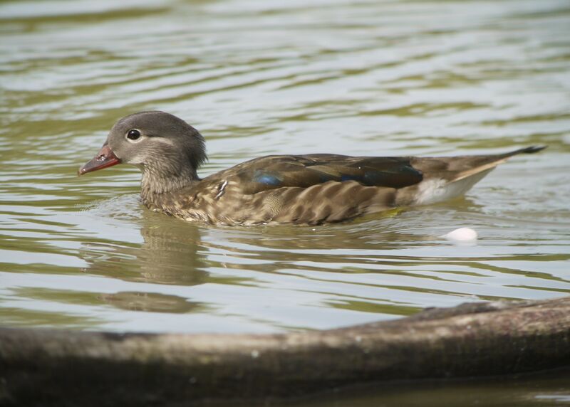 Wood Duck female adult, identification