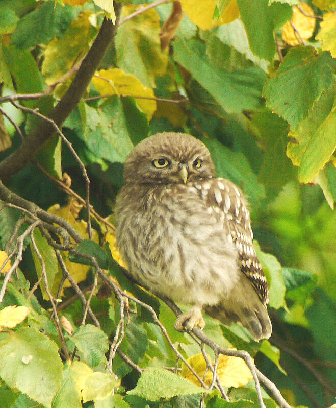 Chevêche d'Athénaadulte nuptial, identification