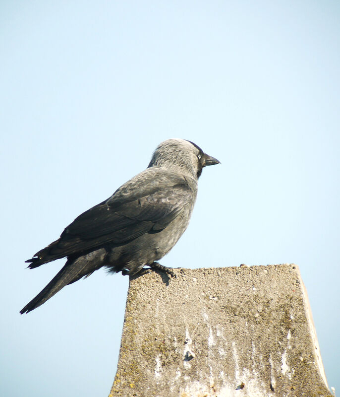 Western Jackdaw