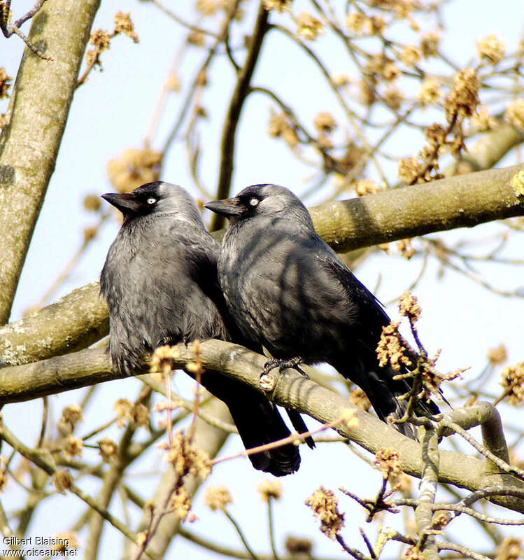 Choucas des toursadulte nuptial