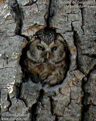 Boreal Owl